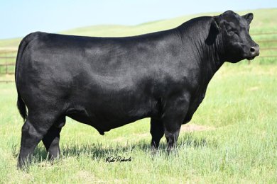 Baldco Frank High Regard