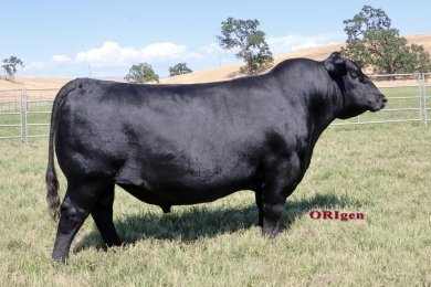 Byrd Fault Free 6276-2531