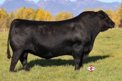 Coleman Easy Decision 1539