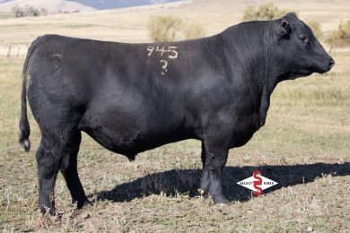 Connealy Cornhusker
