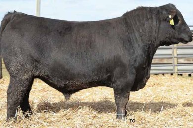 KCF Bennett Jefferson L265