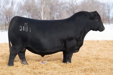 Koupals B&B Diverse 3181