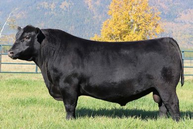 Montana Judgement 1038