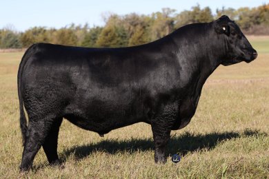 Musgrave Benelli 2083