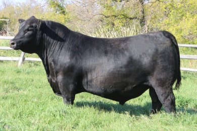 Peak Dot Testify 166M