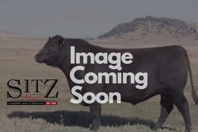 Sitz Commerce 448M