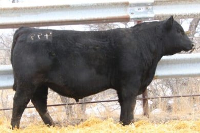 Slettens Magnanimous 499