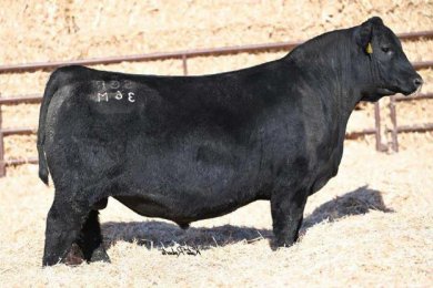 Spring Cove Power Up 36M