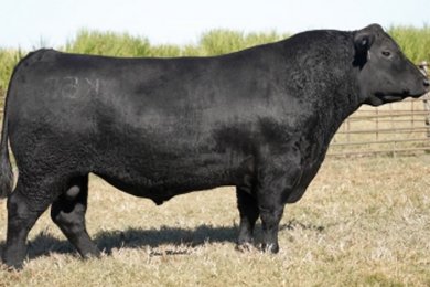 Yon Southern Comfort