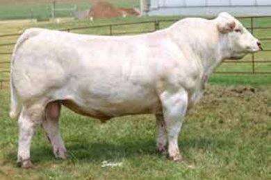 DCR Mr Silver Hand F564