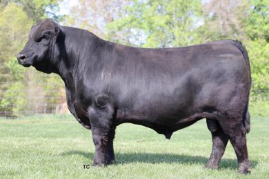 Guilty Pleasure 36L ET