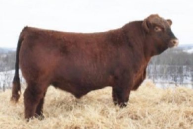 Hillsdown Finnegan 4F