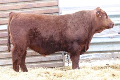 Lazy TV Hometown M326