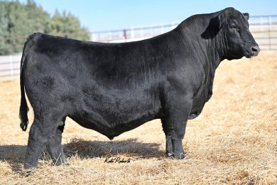 RIPPE Cornerstone 5182N