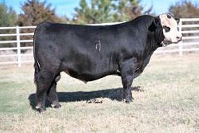 Azure WP FD Argent 5231