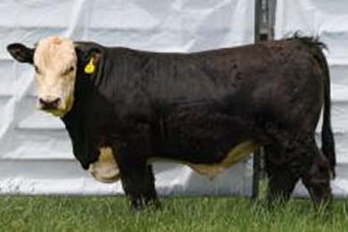 BCR WP MLCBH The General N140