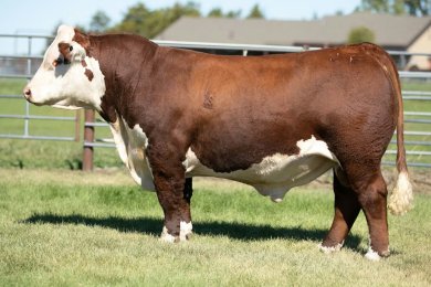 NJW 79Z 0186 Domino 263K ET