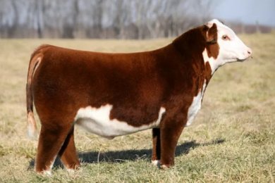 SILO H18 Brandston 2404 ET