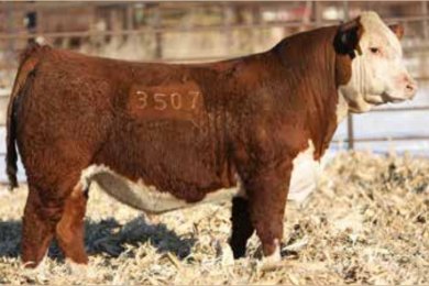 Stellpflug Great Plan ET