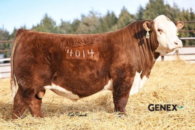 Stellpflug Next Step