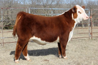 VCR BEB 229G Top Shelf 401M