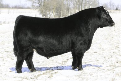 B C R Dialed In L111