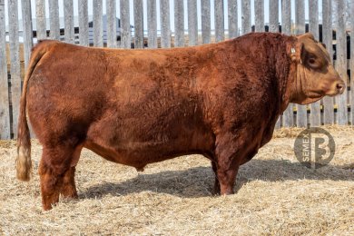 Black Gold Arrival 150L