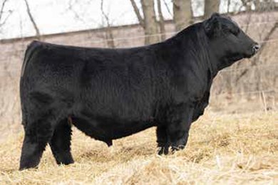 Five Star Jackson J10