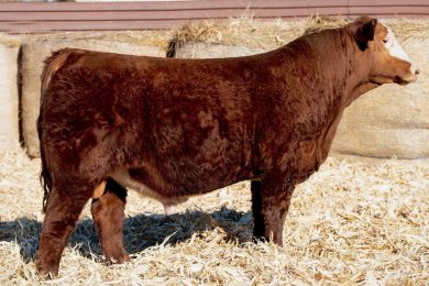 Gonsior Swagger L912